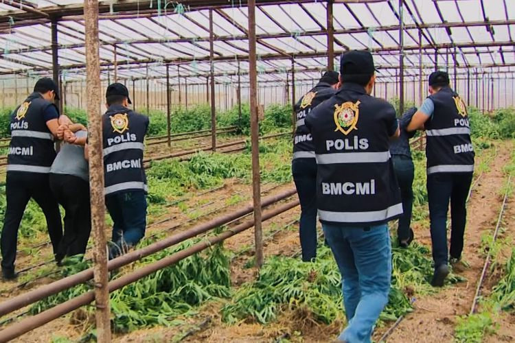 Beş ayda 111,7 milyon manatlıq narkotik dövriyyədən çıxarılıb
