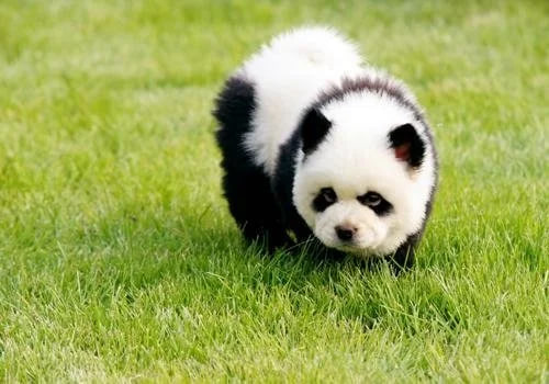 Çində zooparkda itləri boyayıb pandaya bənzətdilər - FOTO