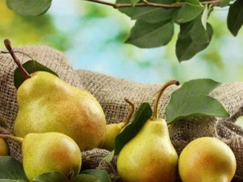 Daha bol məhsul üçün yayda budanmalı olan 7 meyvə ağacı