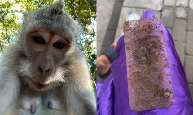 Makaka turistin telefonunu oğurladı - Selfi çəkdi &ndash; FOTO