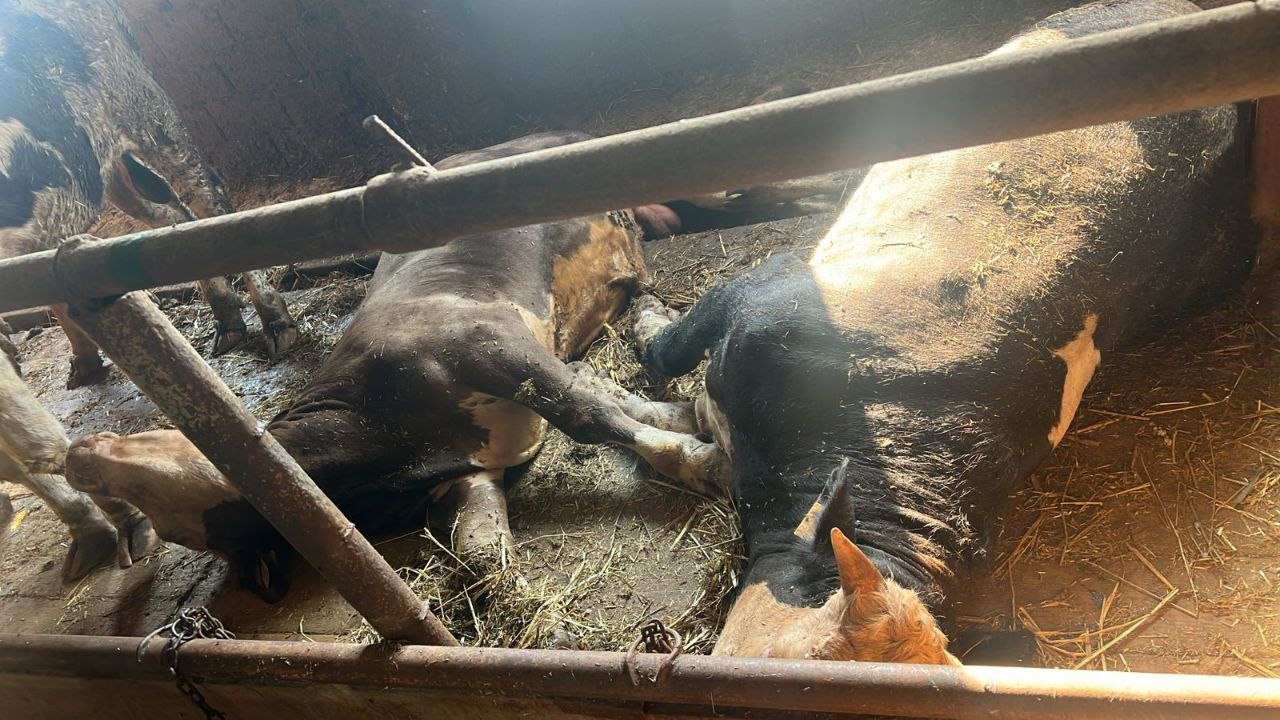 Cəlilabadda heyvanlar arasında naməlum xəstəlik yayıldı &ndash; Heyvanlar tələf olur - FOTO