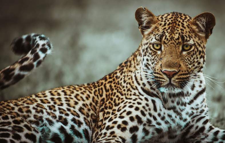 Hindistanda dəhşətli anlar: Leopard mağazaya girib 3 nəfəri yaraladı - VİDEO Hindistanda dəhşətli anlar: Leopard mağazaya girib 3 nəfəri yaraladı - VİDEO