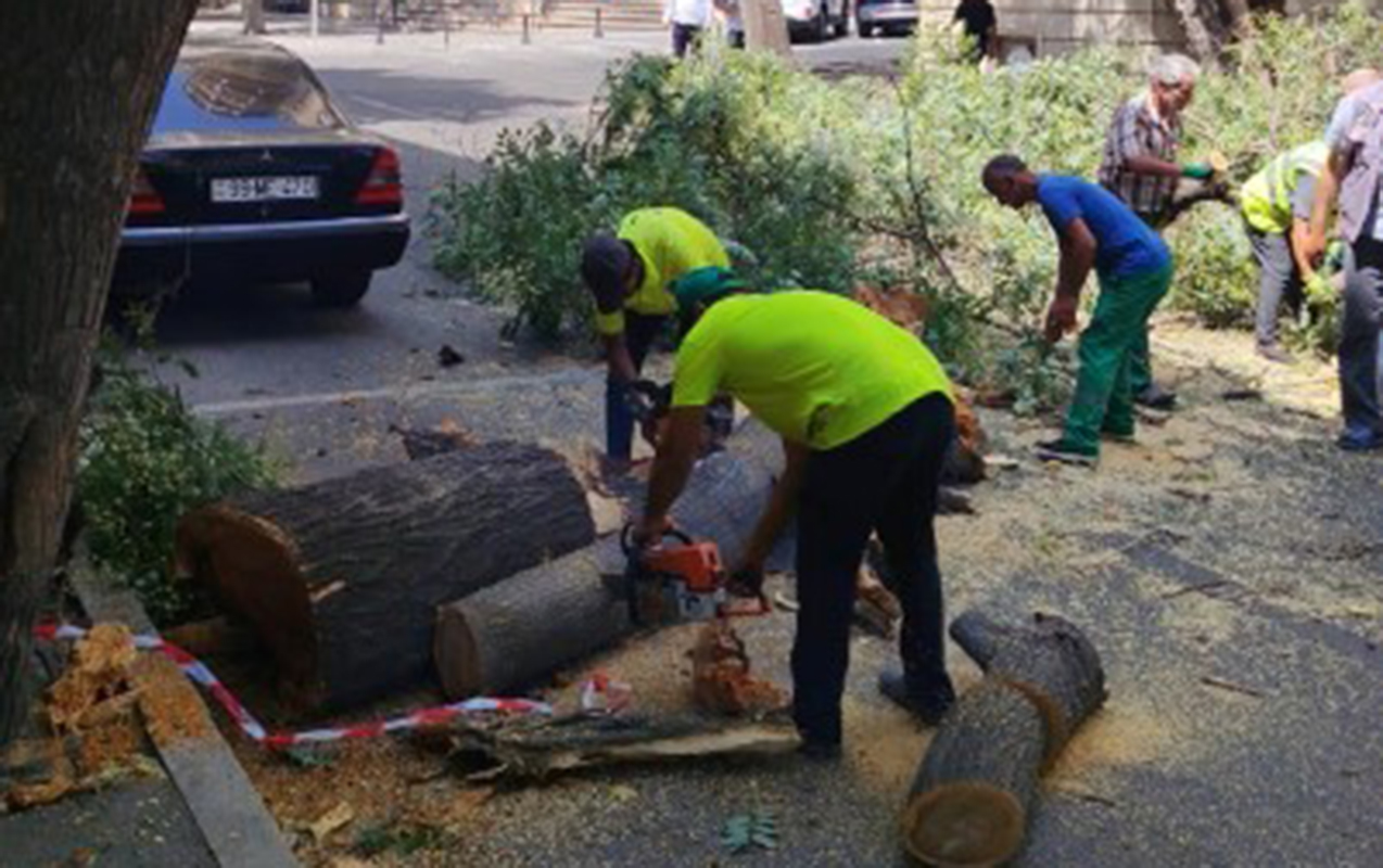 Bakıda sınan ağaclar yollardan götürüldü&ndash; FOTO