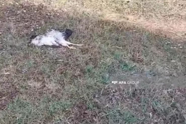 Bu bölgədə ev quşları kütləvi şəkildə tələf olur - FOTO