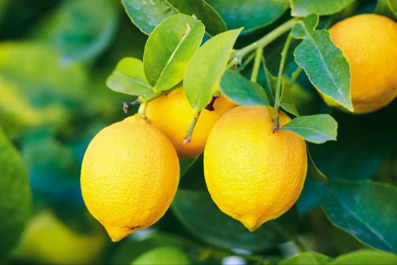Azərbaycanda limonun qiyməti bahalaşdı - Səbəb nədir?