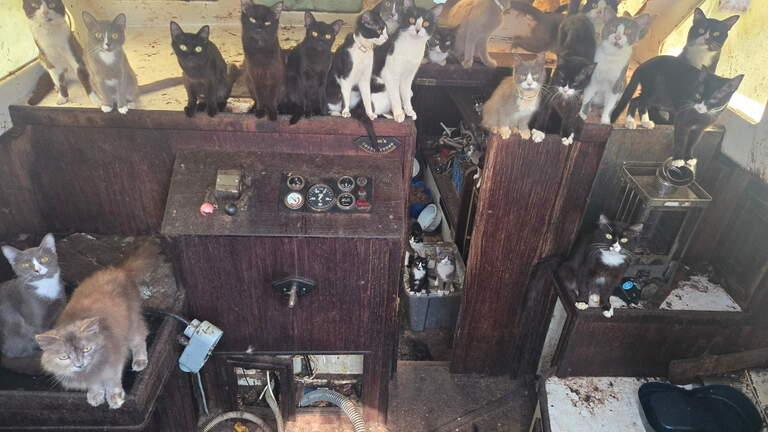 ABŞ-da tərk edilmiş yelkənli qayıqda 31 ac pişik tapılıb - FOTO