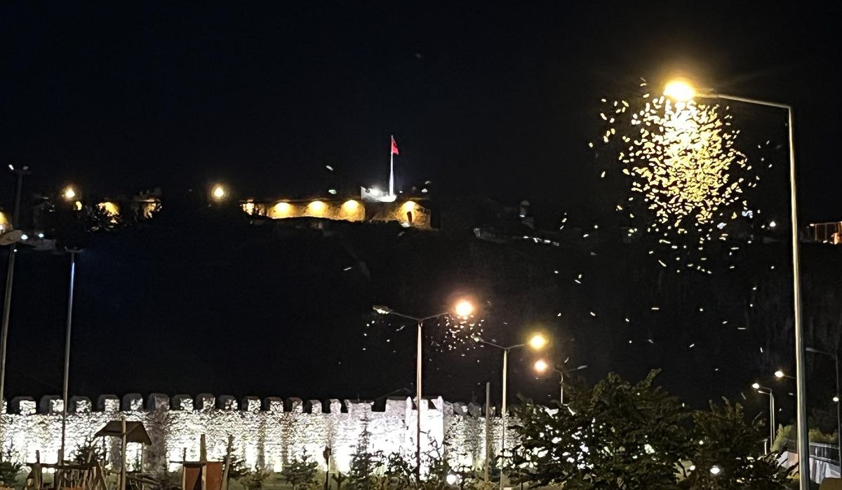 Hər il təkrarlanan "Kəpənəklərin ölüm rəqsi"nin səbəbi bilindi &ndash; Erkəyini öldürən dişilər