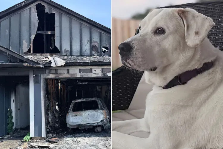İt yanğını hiss edib sahiblərini oyatdı &ndash; FOTO