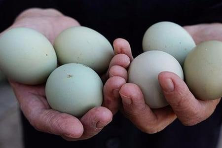 Yumurtanı dondurucuya belə qoyun: Bir il xarab olmur!