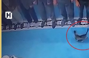 Məsciddə namaz vaxtı pişiyi təpiklədi, həbs olundu - VİDEO
