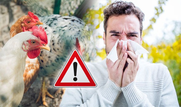 Bu ölkədə quş qripi ilə bağlı fövqəladə vəziyyət elan edildi Bu ölkədə quş qripi ilə bağlı fövqəladə vəziyyət elan edildi