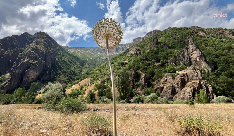 Dağdan sarımsaq dərdilər, 3 milyonluq cərimə edildilər