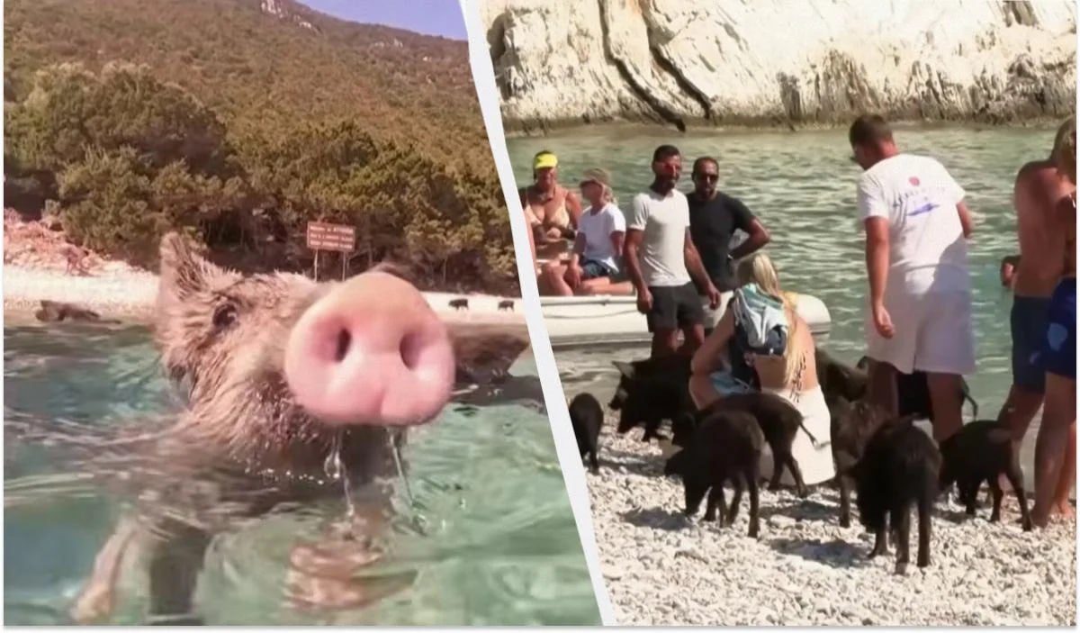 Bu adada donuzlar dənizdə turistlərlə birlikdə çimir - VİDEO
