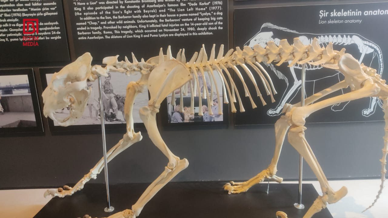 Bakıda ailə faciəsi törədən şirin skeleti burada saxlanılır &ndash; VİDEO