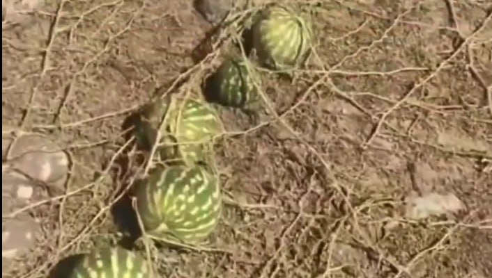 Qəbiristanlıqda gördükləri onu heyrətləndirdi &ndash; Video