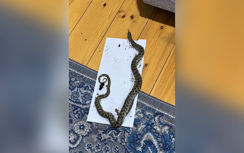 Siçan üçün qoyduqları tələyə ilan düşdü &ndash; VİDEO