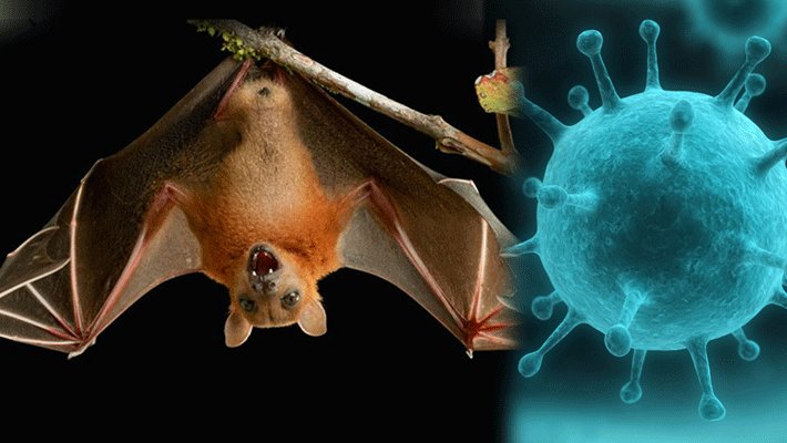 Yeni ölümcül virus gəlir - XƏBƏRDARLIQ