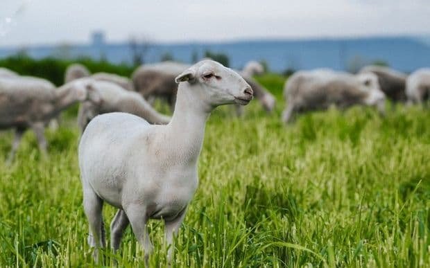 Salyanda 143 qoyun oğurlayan şəxs tutuldu – FOTO 