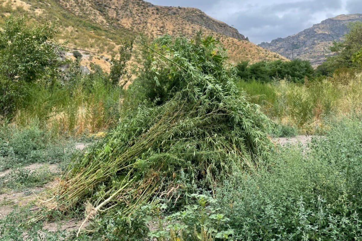 Qubadlıda narkotik bitkilər aşkar edildi – FOTO 