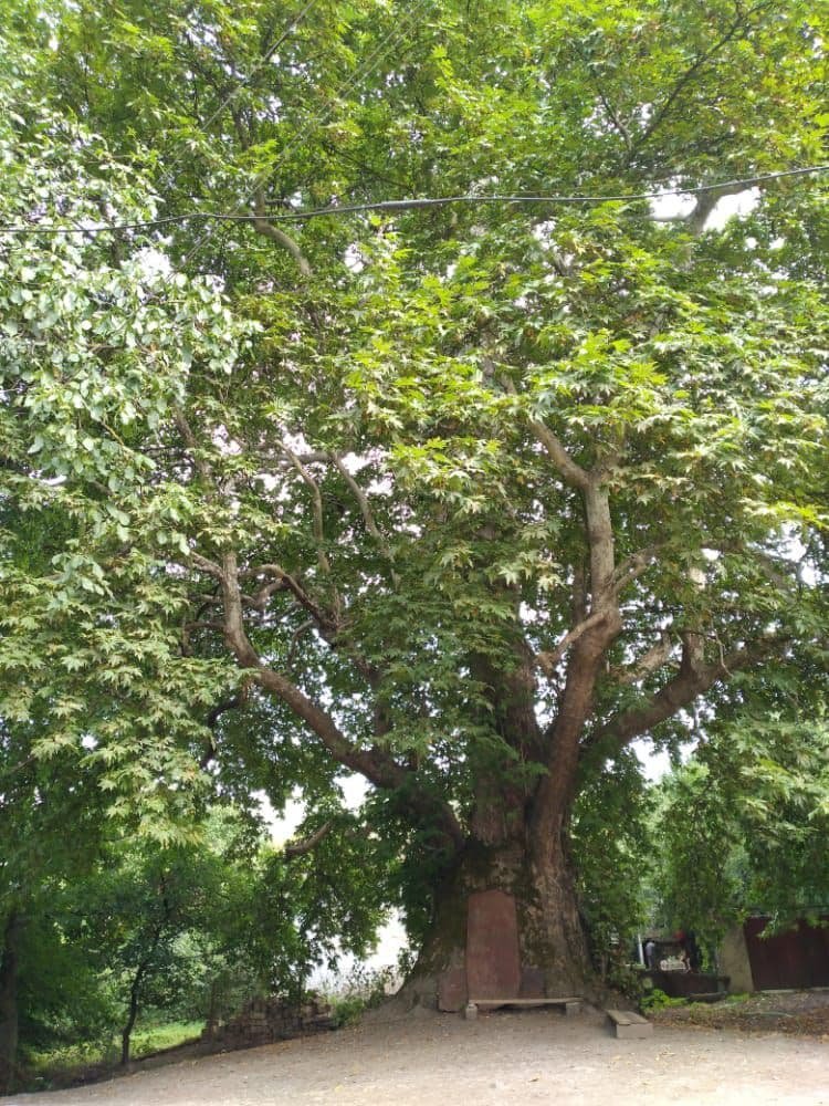 Qubada 675 yaşı olan təbii ABİDƏ - FOTO - foto 1
