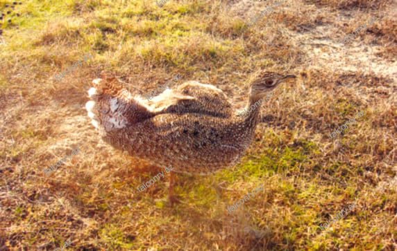 Azərbaycanda qanunsuz ovçuluğu təşviq edən sayt fəaliyyət göstərir - FOTO  - foto 2