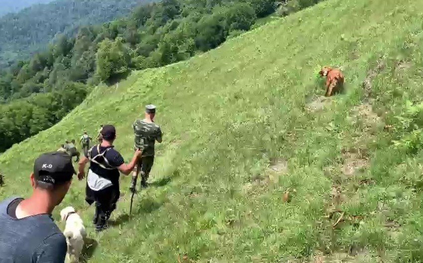 İtkin düşmüş hindistanlı turistin axtarışlarına itlər cəlb edildi – VİDEO İtkin düşmüş hindistanlı turistin axtarışlarına itlər cəlb edildi – VİDEO