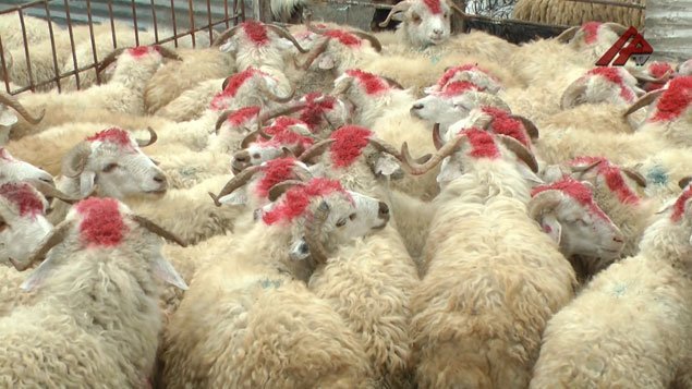 134 ünvanda qurbanlıq heyvanların satışı və kəsimi təşkil ediləcək 134 ünvanda qurbanlıq heyvanların satışı və kəsimi təşkil ediləcək