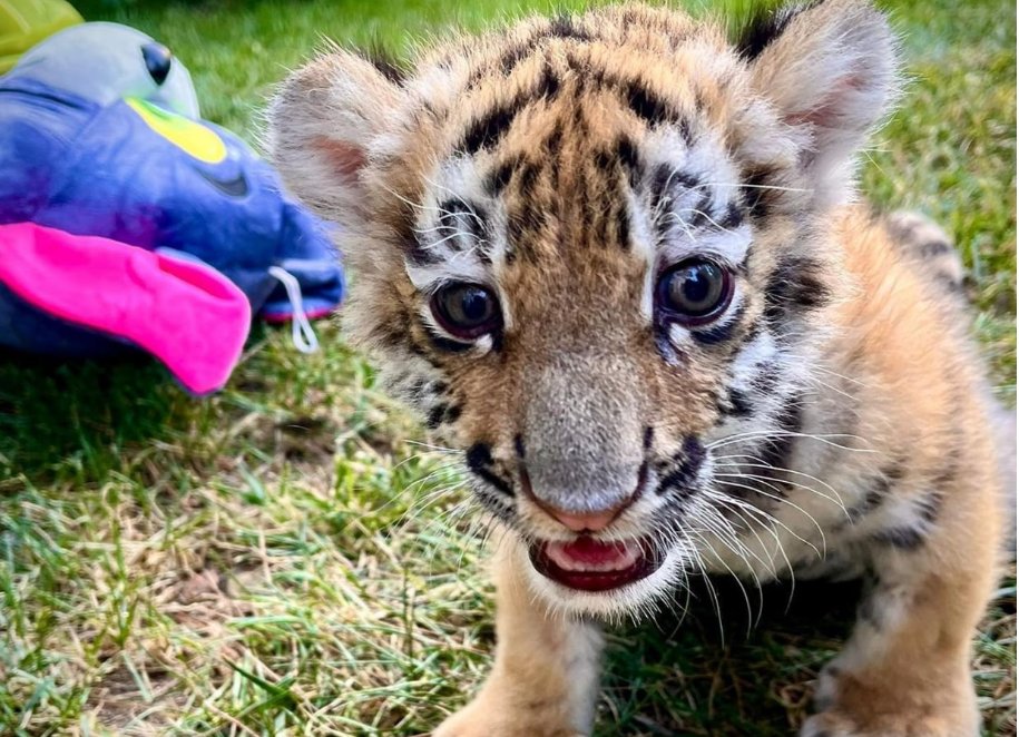 Bakı zooparkında pələng balası dünyaya gəlib - FOTO
