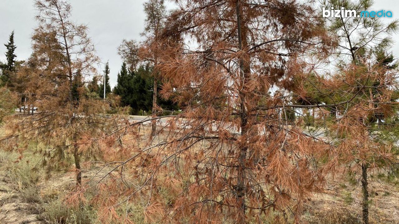 Naftalan meşələri niyə MƏHV OLUR? – FOTO