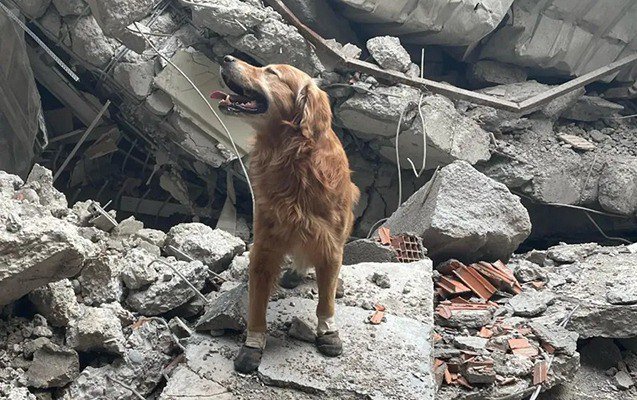 17 nəfəri dağıntılar altından xilas edən Kilian - FOTO 17 nəfəri dağıntılar altından xilas edən Kilian - FOTO