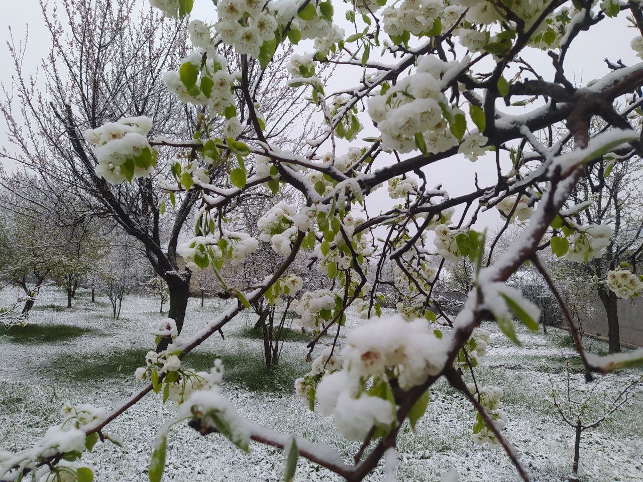 Şimal-Qərb bölgəsində QARLI HAVA - FOTO