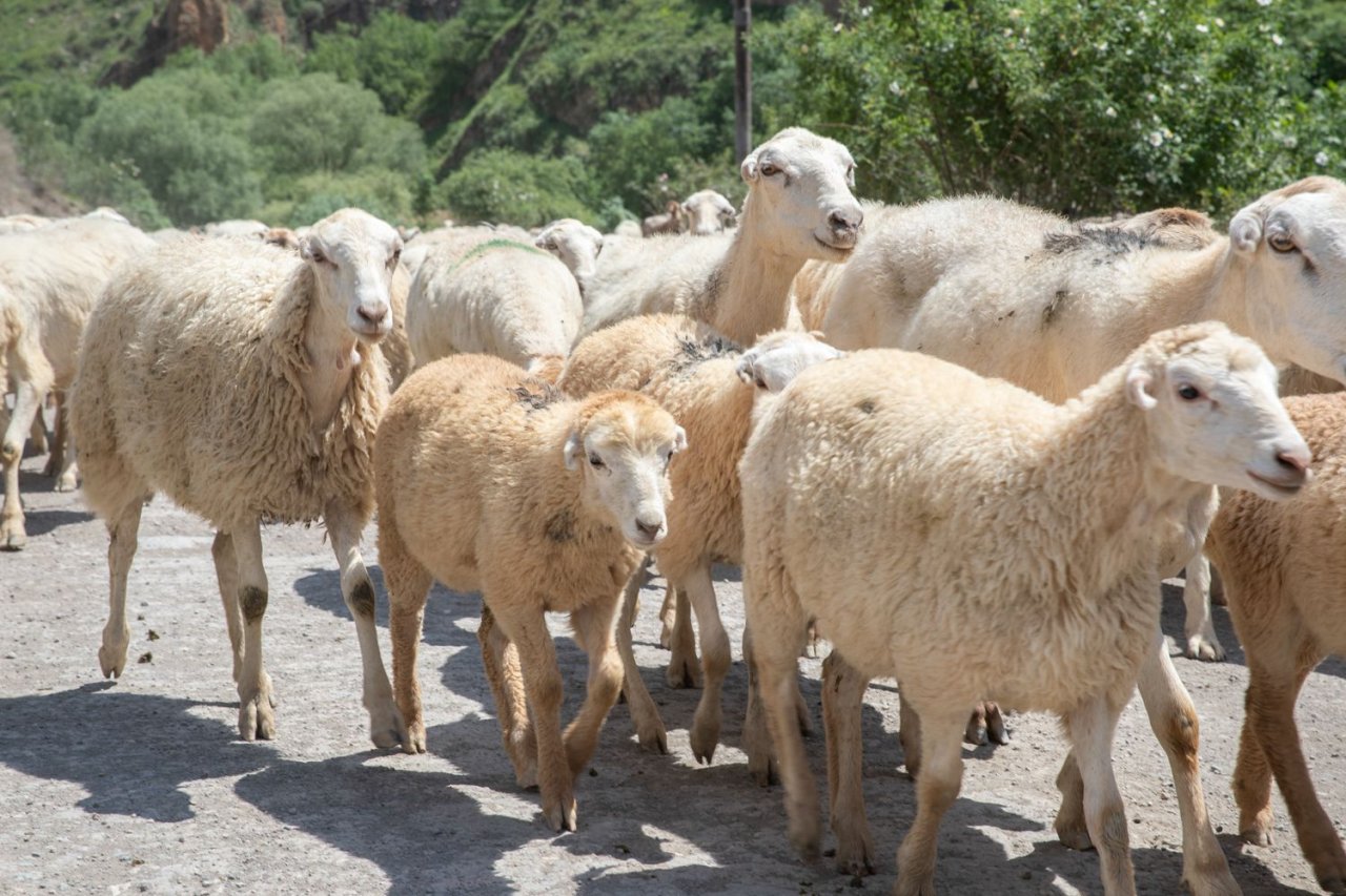 Ölkəmizdə təsərrüfatların yaylaqlara köçürülməsi üçün qeydiyyat BAŞLADI - FOTO  - foto 2
