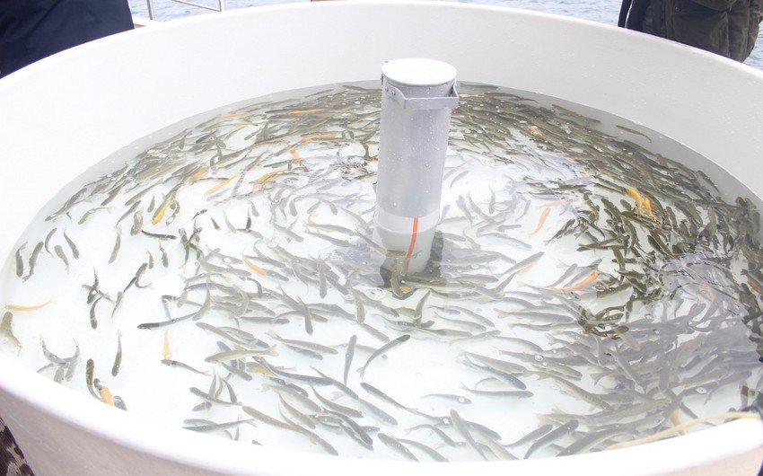 Göygöldə ağacəkmə aksiyası və balıq buraxılışı həyata keçirilib - FOTO 