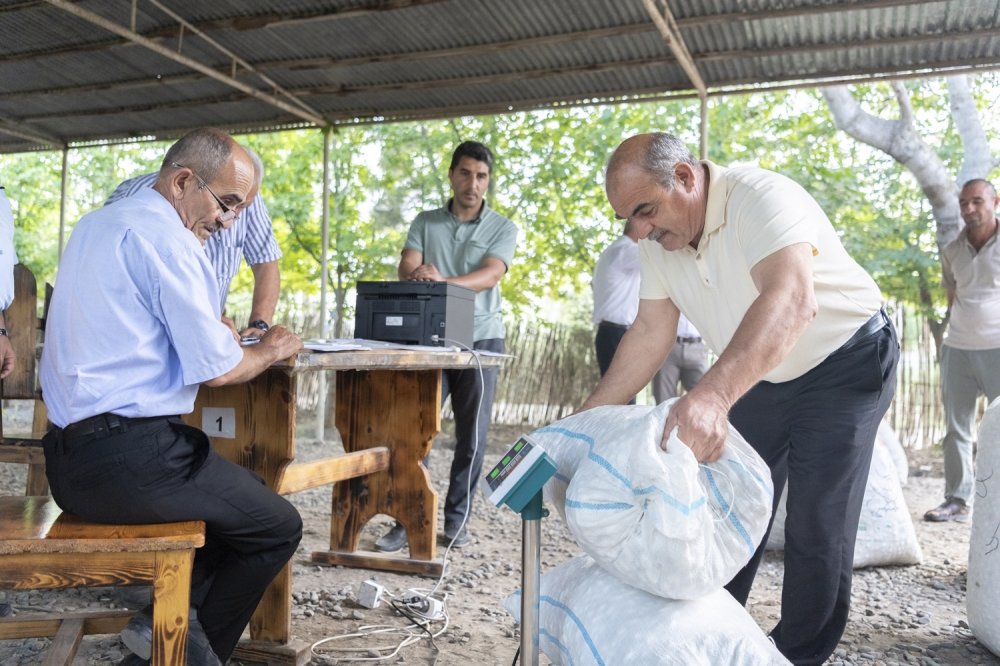 Tədarük məntəqələrinə 119 tondan çox yaş barama VERİLİB - FOTO 