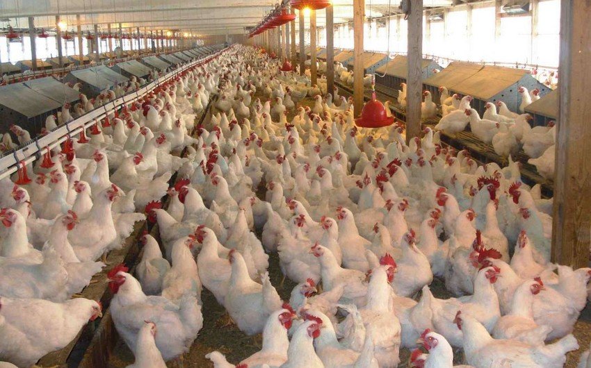 Bu ərazilərdən quş əti idxalına məhdudiyyət QOYULDU  