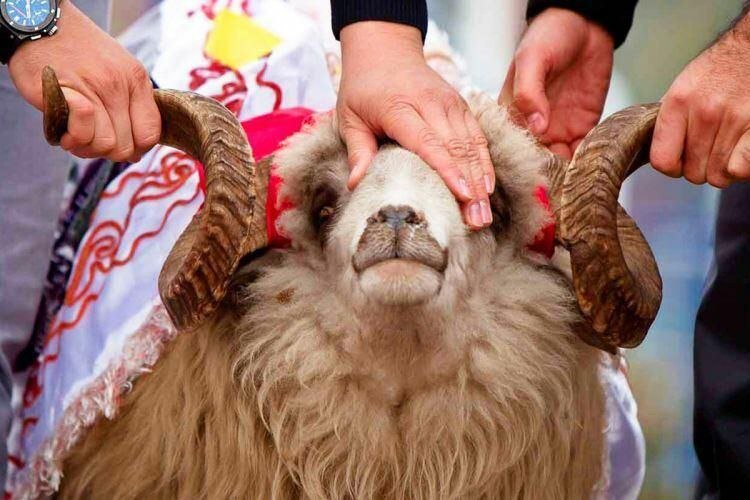 Bayramın 2-ci günündə qurbanlıq heyvanlar UCUZLAŞDI... - VİDEO 