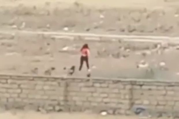 Masazırda küçə itləri qıza hücum etdi - ANBAAN VİDEO 