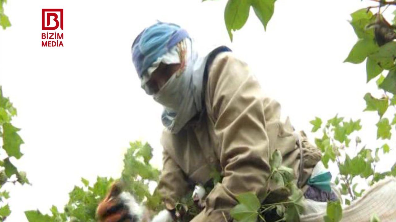 Ötən il suyun azlığından, bu il çoxluğundan məhv olan Salyanın PAMBIQ TƏSƏRRÜFATLARI – FOTO - foto 4