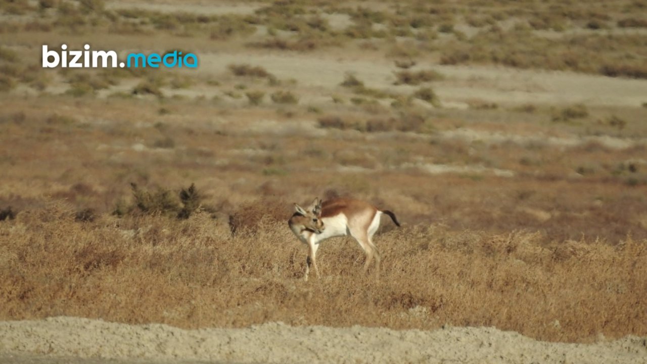 Şimal-Qərb bölgəsinin təbiətinə gözəllik qatan CEYRANLAR – FOTO/VİDEO - foto 1