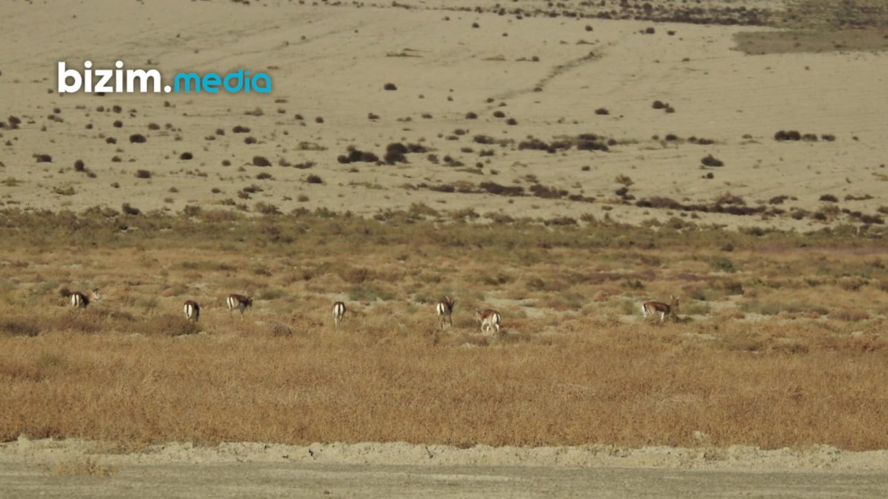 Şimal-Qərb bölgəsinin təbiətinə gözəllik qatan CEYRANLAR – FOTO/VİDEO - foto 2