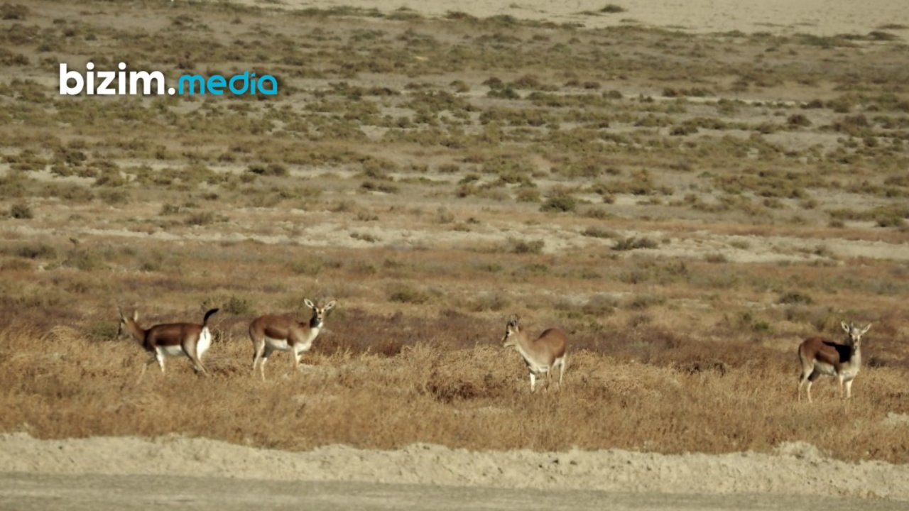 Şimal-Qərb bölgəsinin təbiətinə gözəllik qatan CEYRANLAR – FOTO/VİDEO