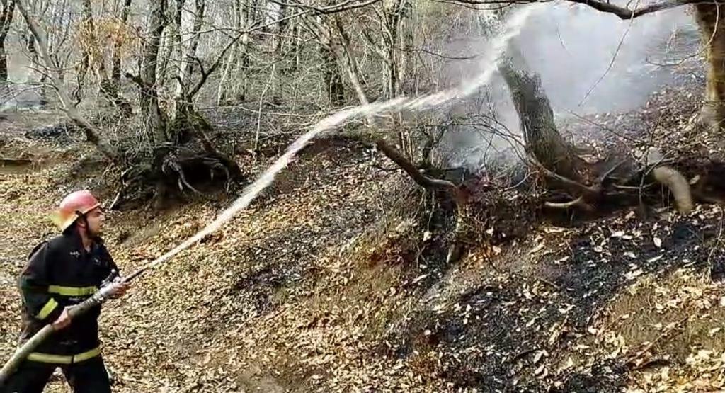 Masallıda meşədə YANĞIN – FOTO/VİDEO 