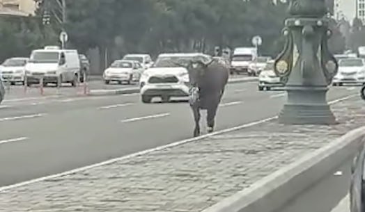 Bakıda buğa avtomobillərlə 