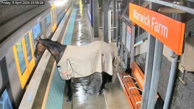 Şiddətli yağışdan qaçan at metrostansiyaya SIĞINIB – VİDEO 