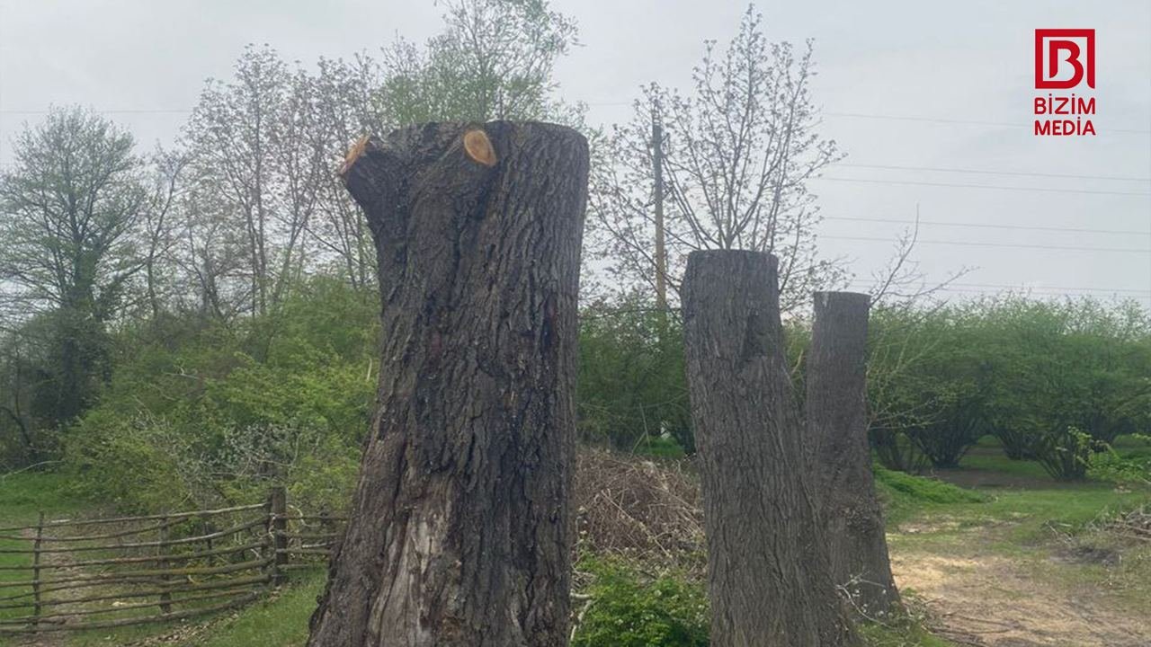 Qaxda yol kənarındakı çinarların kəsilməsi ilə bağlı RƏSMİ AÇIQLAMA – FOTO/VİDEO  - foto 2