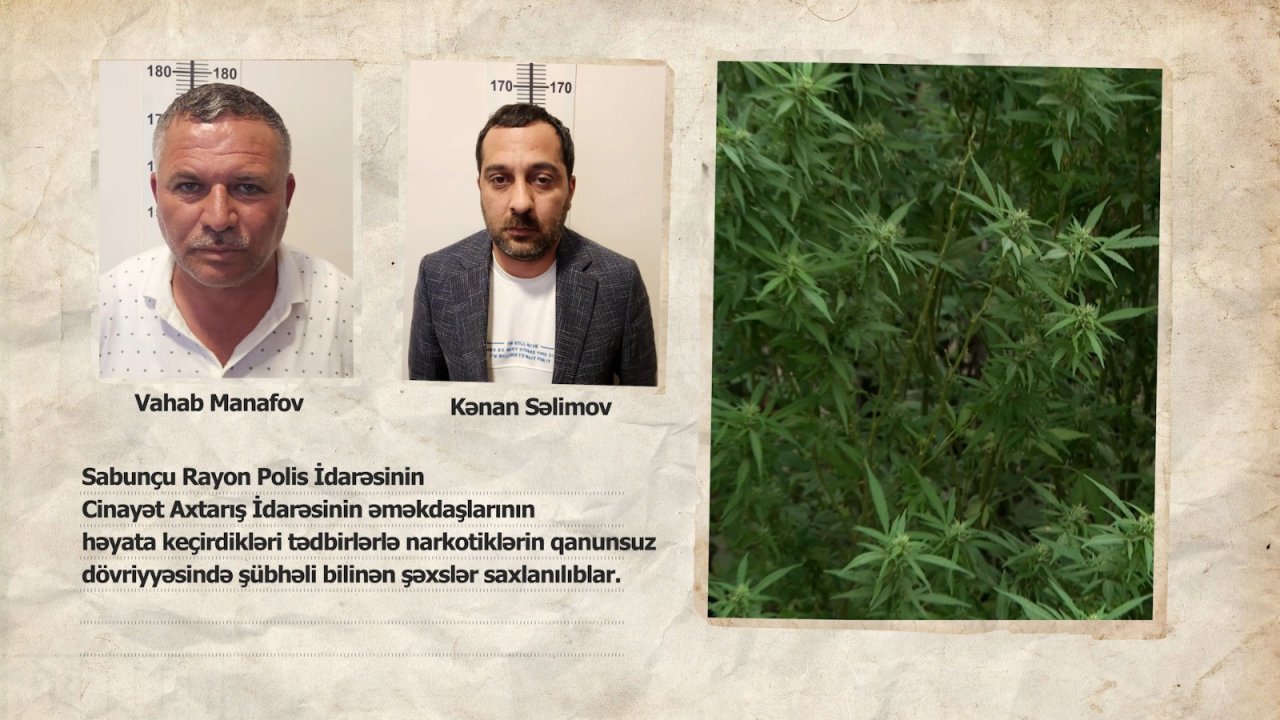 Bakıda narkoplantasiya aşkarlandı – FOTO/VİDEO  - foto 1