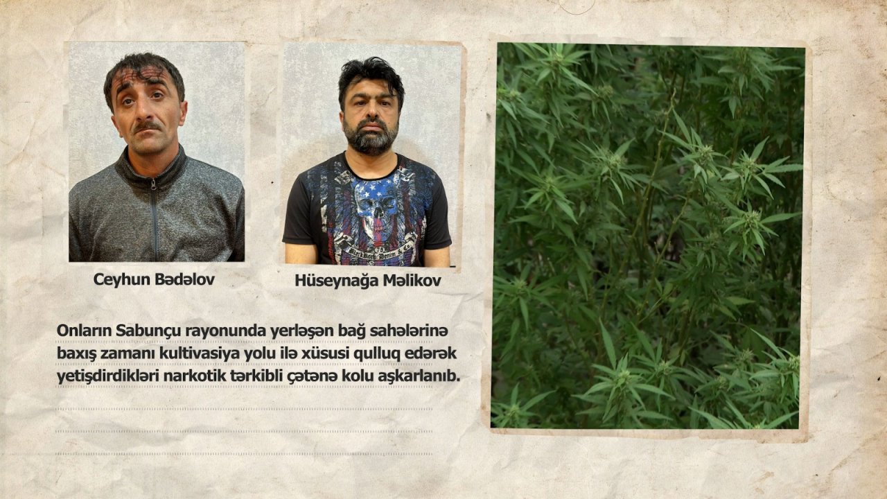 Bakıda narkoplantasiya aşkarlandı – FOTO/VİDEO  - foto 2
