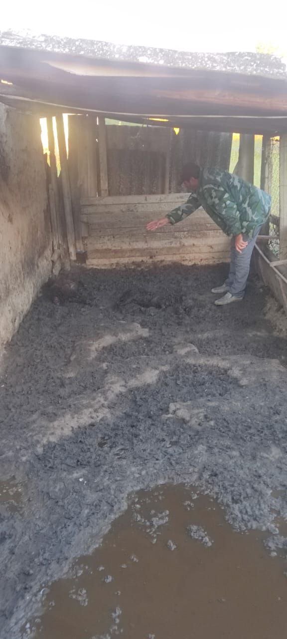 Canavarlar Cəlilabadın Moranlı kəndində mal-qaraya hücum ediblər - FOTO - foto 1
