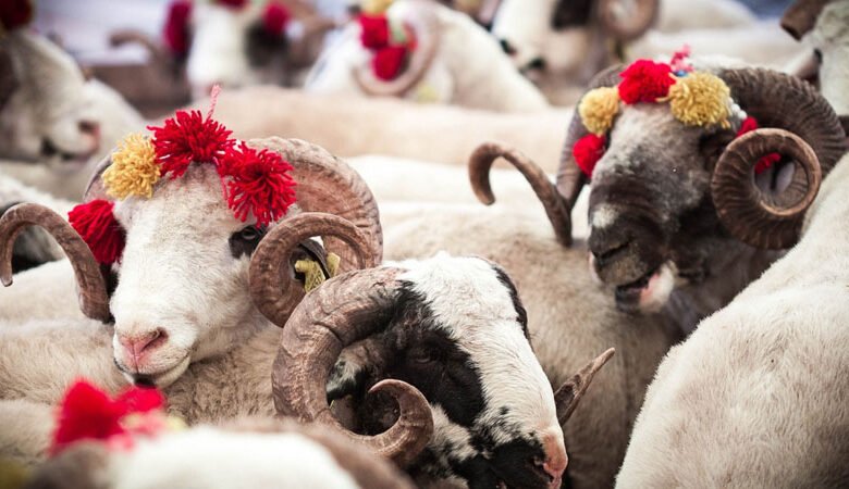 Qurban kəsmək MƏCBURİDİRMİ? – İlahiyyatçıdan AÇIQLAMA 