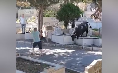 İstanbulda qurbanlıq öküz 2 nəfəri yaraladı - VİDEO